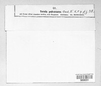 Torula pulveracea image